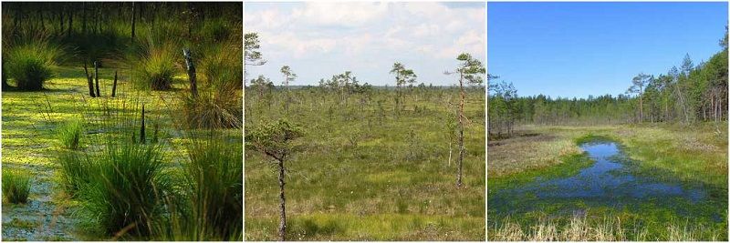 Какими бывают болота