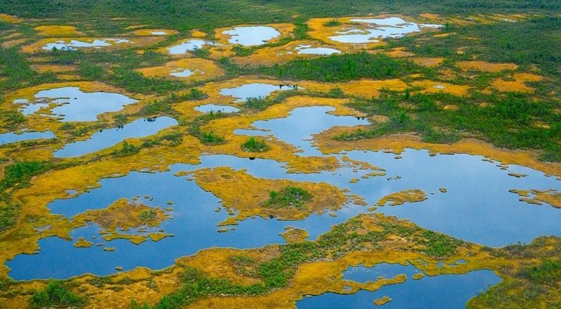 Васюганское болото
