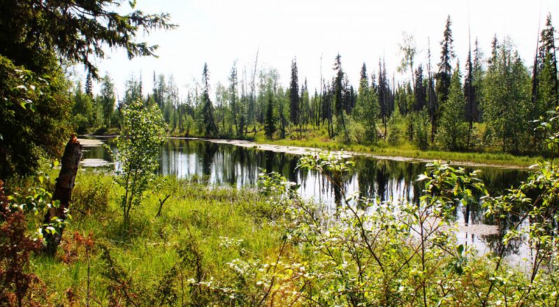 Усинское болото