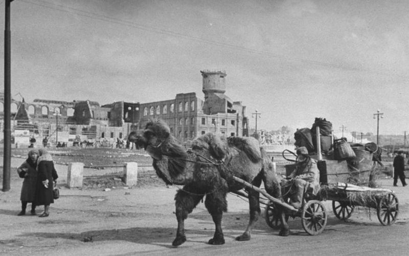 Тягловые верблюды на ВОВ