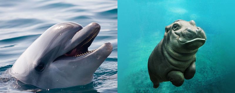 Дельфин и гиппопотам