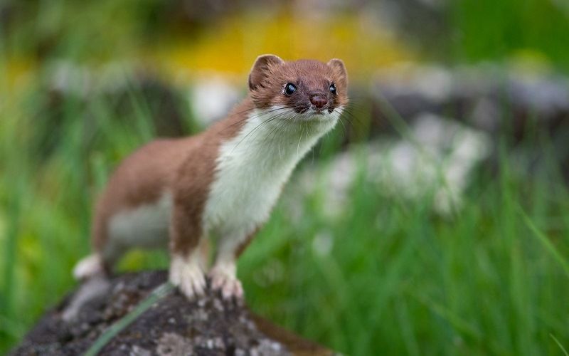 Места обитания горностаев