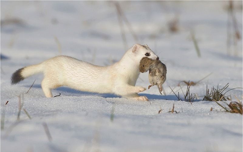 Чем питаются горностаи
