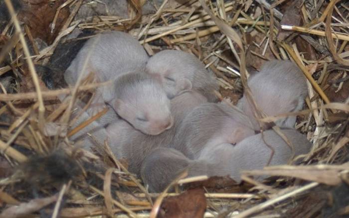 Потомство горностаев