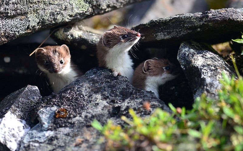Жилища горностаев