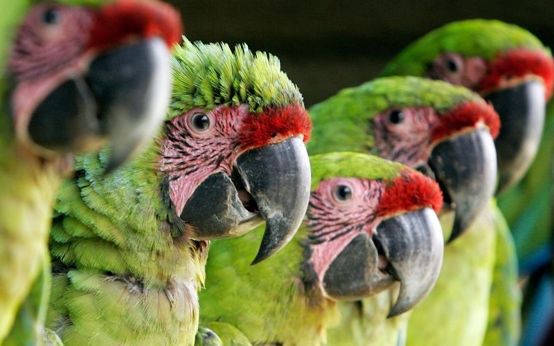 Редкие виды попугаев