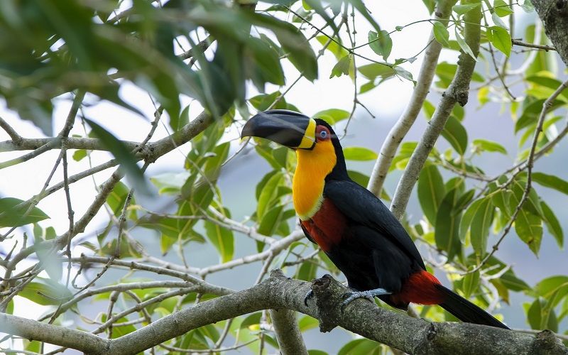 Продолжительность жизни попугаев