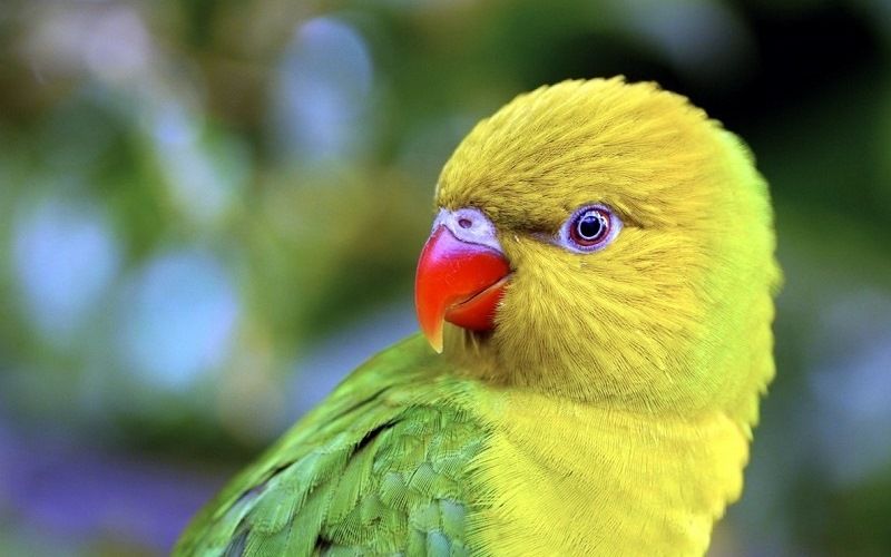 Зрение попугаев