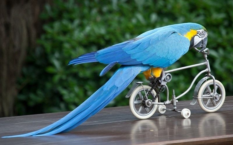 Клюв попугая как «третья» нога