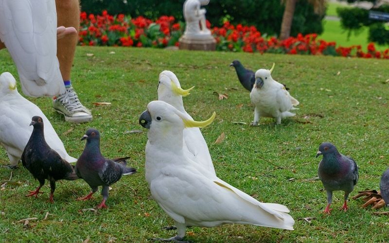 Попугаи Австралии