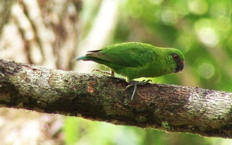 Дятловый попугай Папуа-Новой Гвинеи