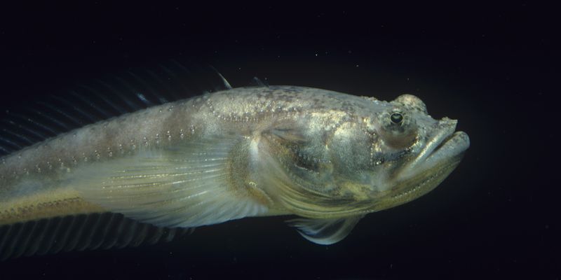 Рыба-мичман