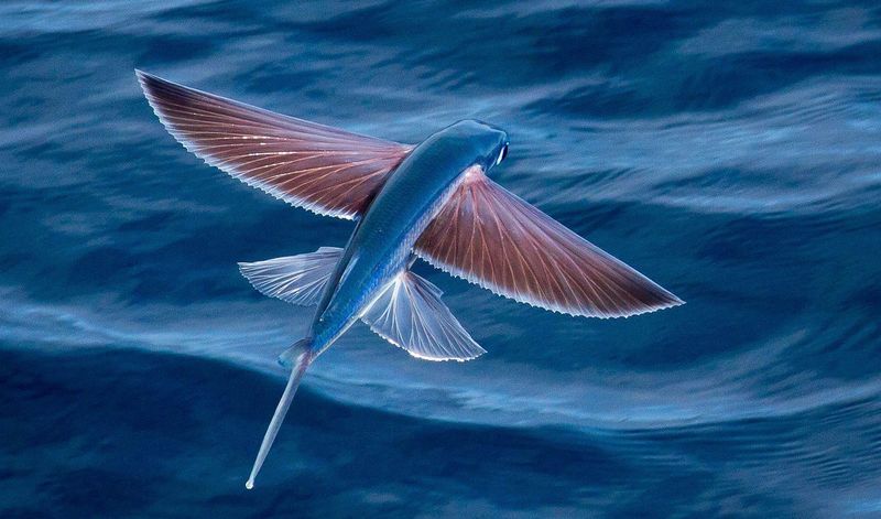 Морской вид двукрыловых