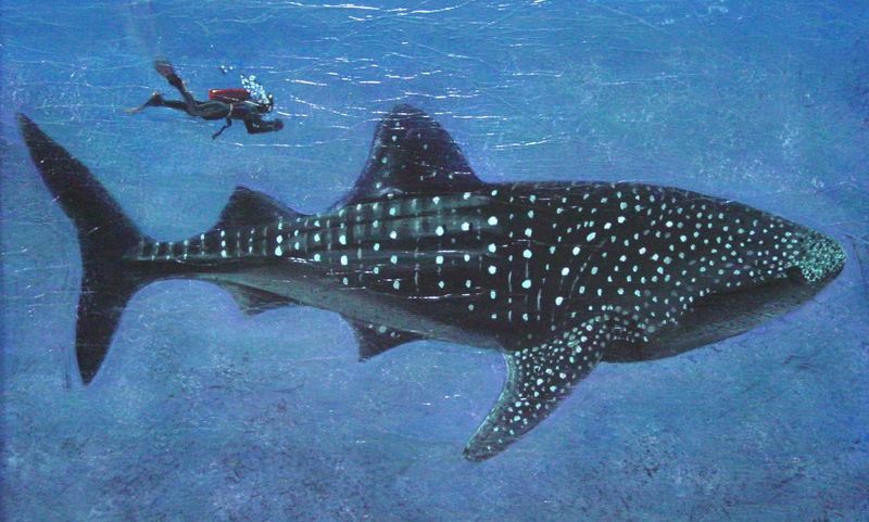 Ккитовая акула