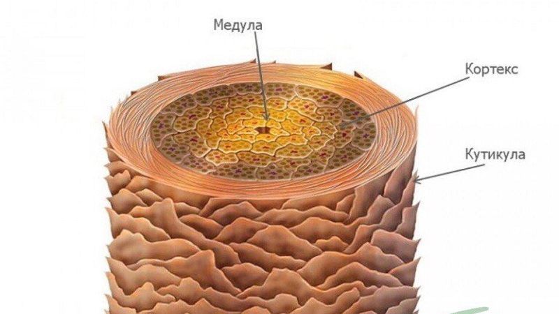 Строение волоса