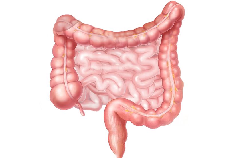 Кишечник человека