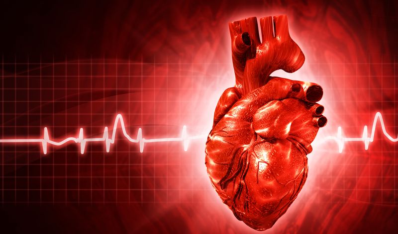 Сердце человека