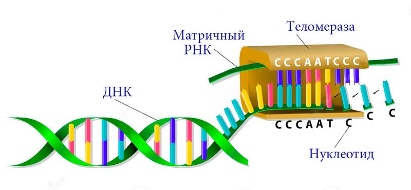 Теломераза