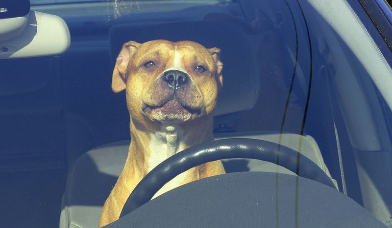 Собака за рулем авто