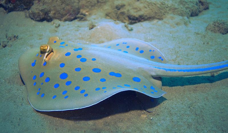 Электрический скат в медицине