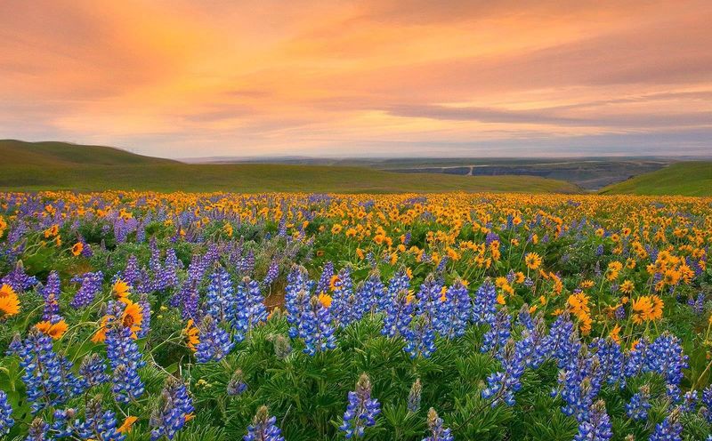 Долина цветов в Индии