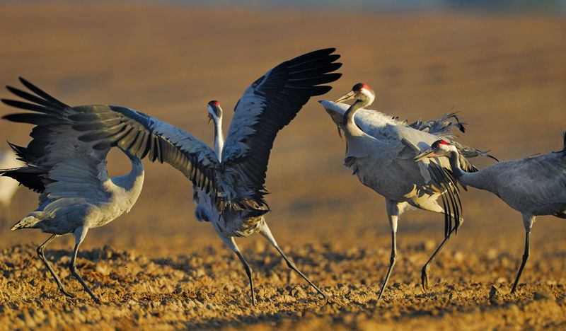 Гнездовье журавлей в Подмосковье