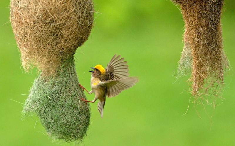 Птица ткач вьет гнездо
