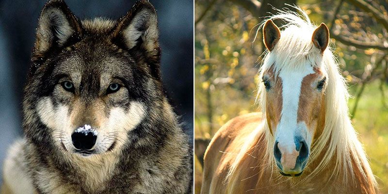 Волк и лошадь