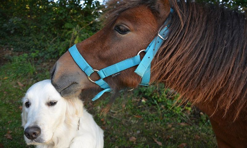 Лошадь общается с собакой