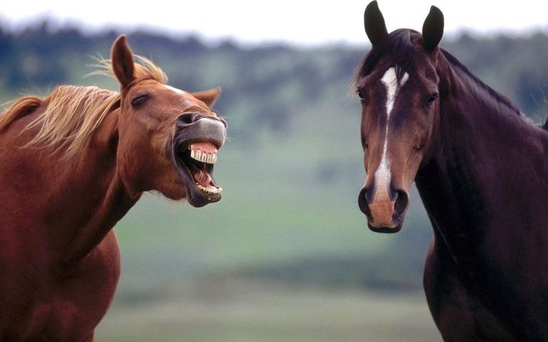 Как смеется лошадь