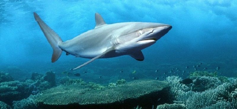 Удивительные акулы