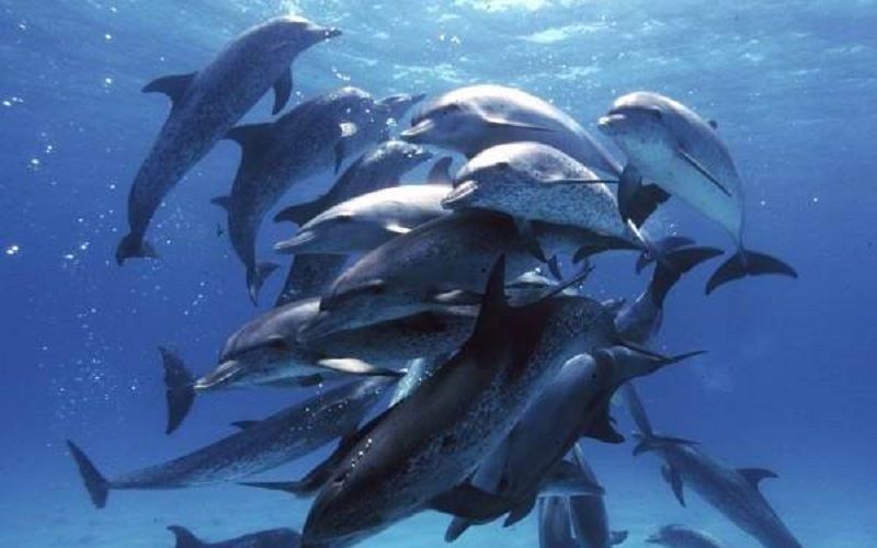 Дельфины