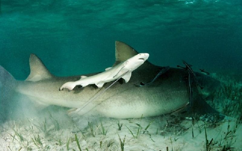 Как размножаются акулы