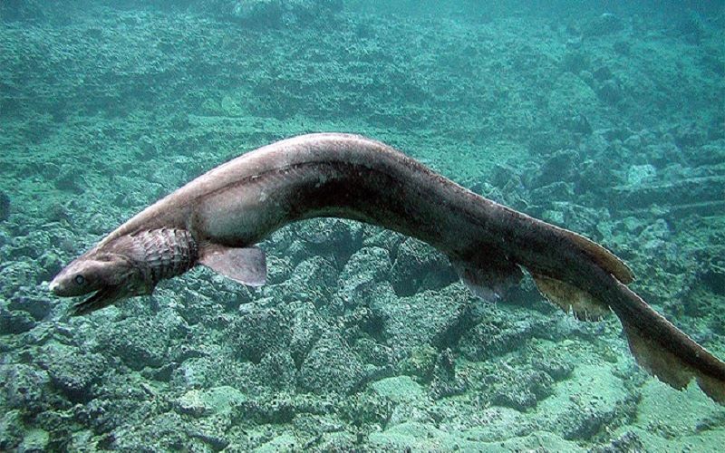 Плащеносные акулы