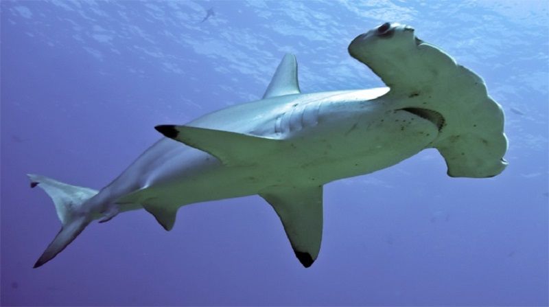 Молотоголовые акулы