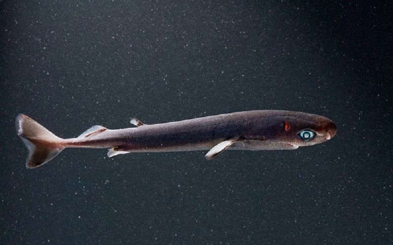 Светящаяся акула