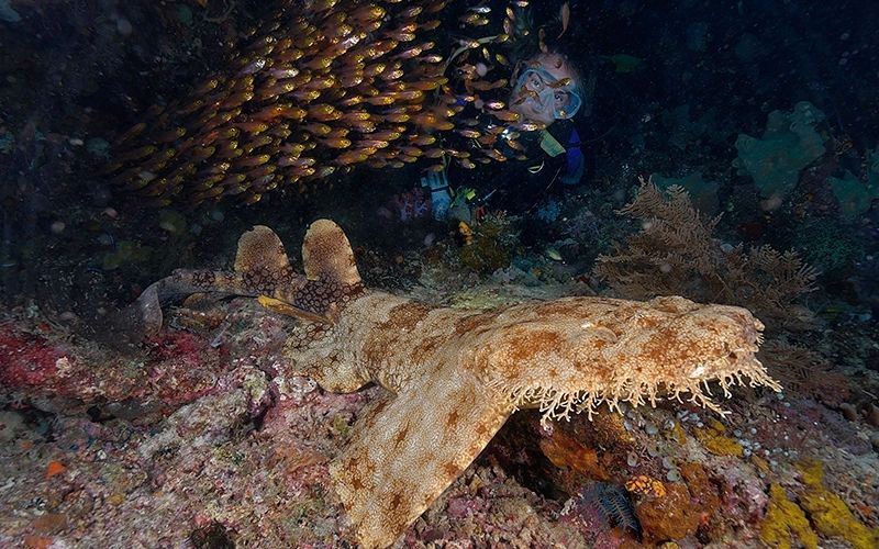 Ковровая акула