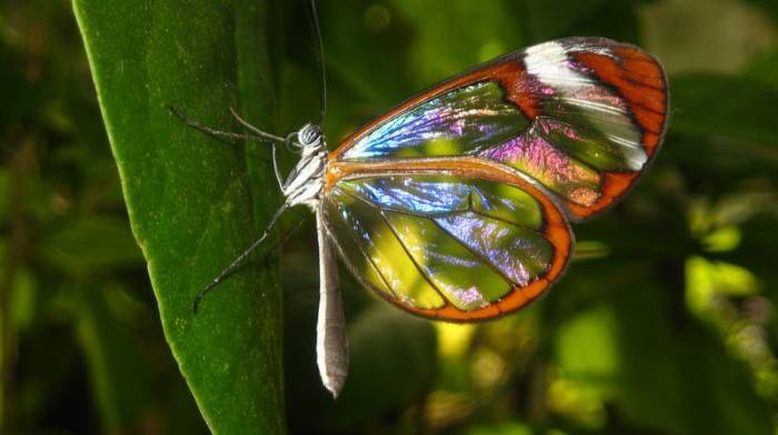 Стеклянная бабочка