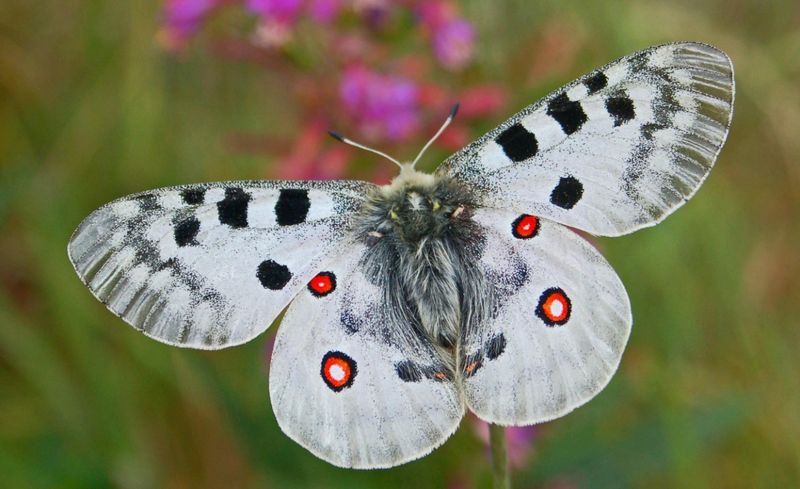 Бабочка аполлон