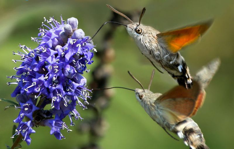 "Реактивный" бражник