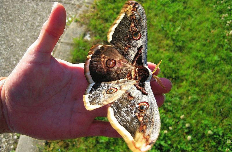 Ночной павлиний глаз