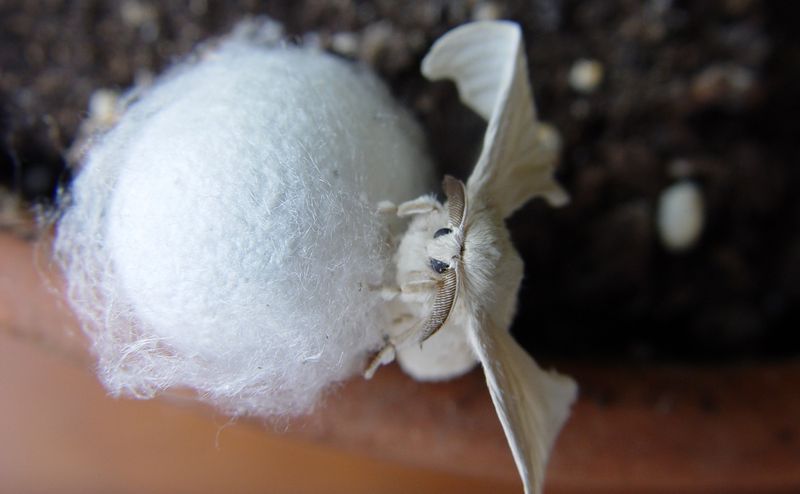 Тутовый шелкопряд