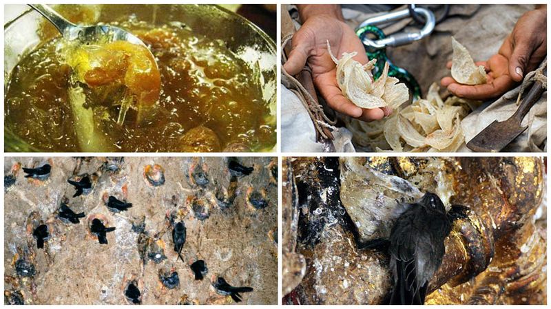 Птичьи гнезда блюда