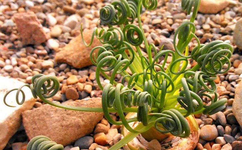 Трахиандра