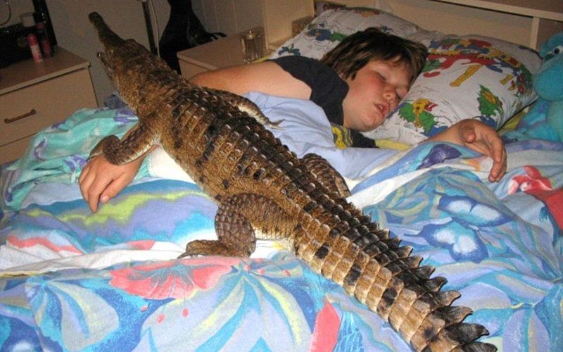 Домашний питомец крокодил