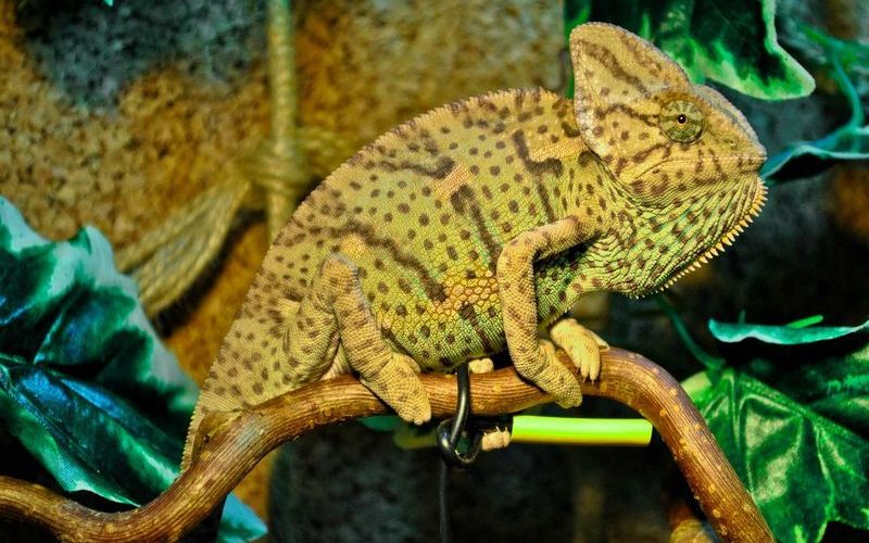 Хамелеон в террариуме