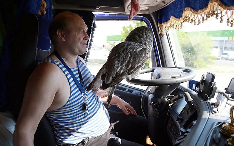 Сова, живущая в кабине дальновоза