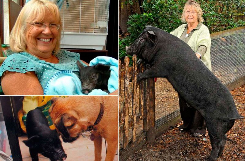 Маргарет Смитт и ее Пигвиг