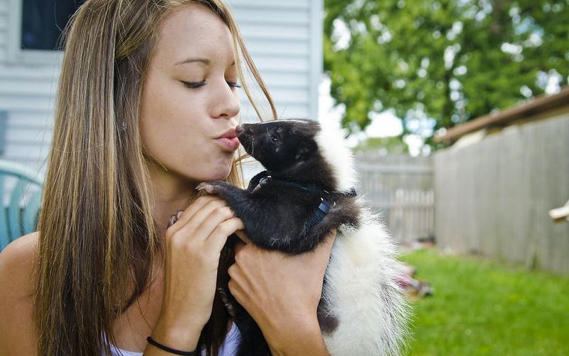 Домашний питомец скунс