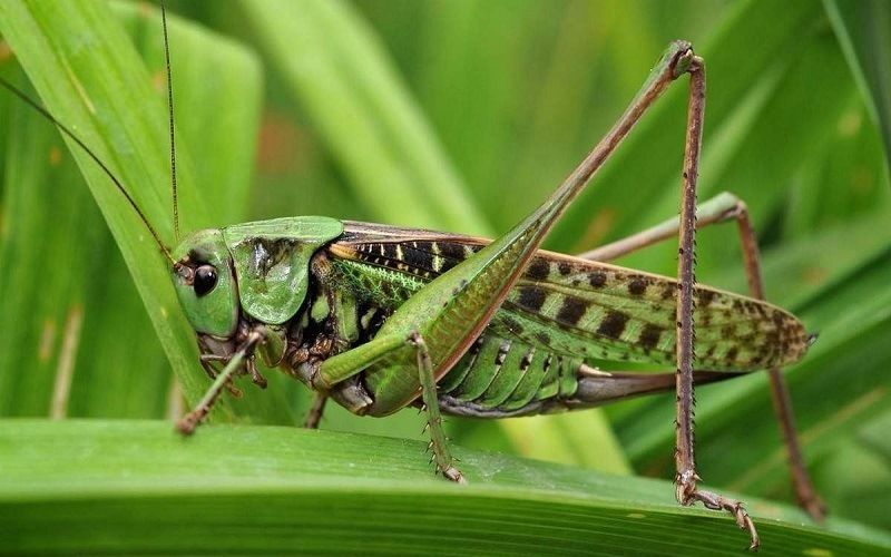 Кузнечик обыкновенный